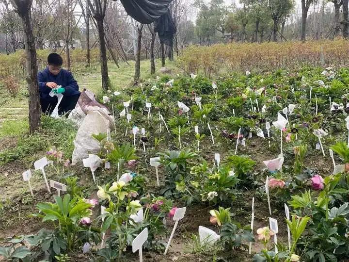 一株小花100元！浙江女子种出“花界天山童姥”！这颜值，绝了