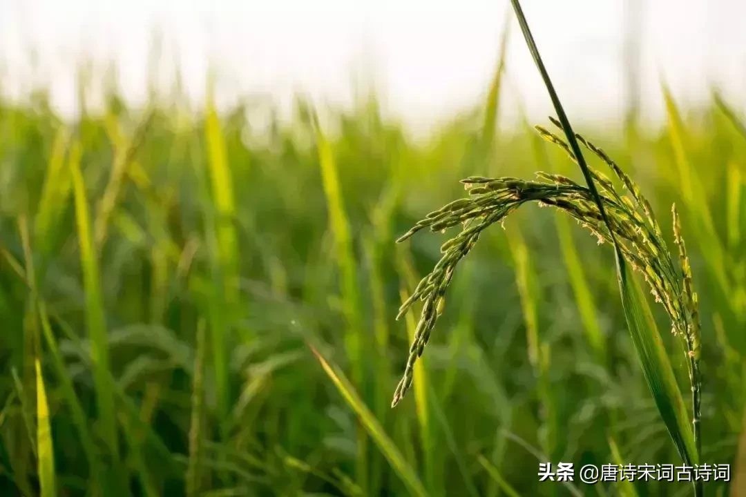 诗人对田园之乐心向往之-第6张图片-非凡网 诗人对田园之乐心向往之-第6张图片-非凡网