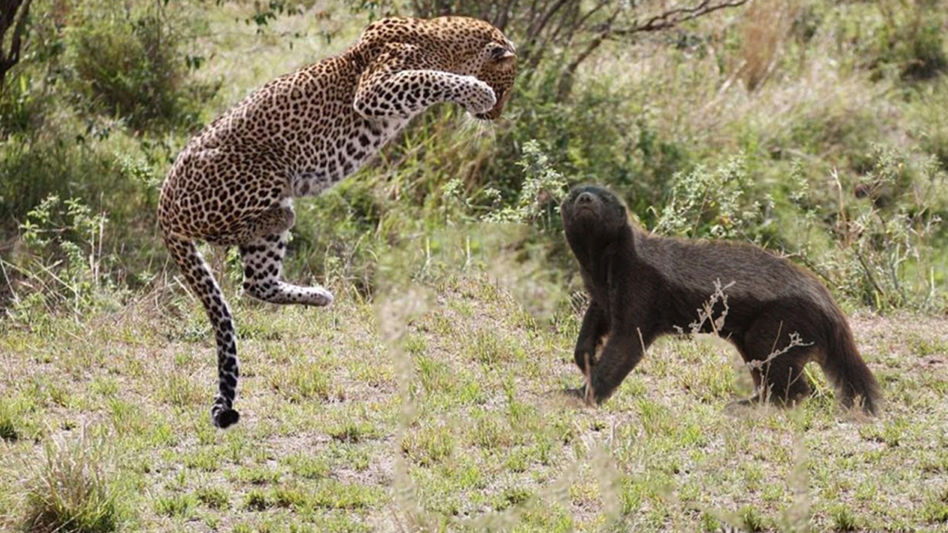 動物最強王圖鑑：NO.1爭奪淘汰賽(新版), image size:1920x1080