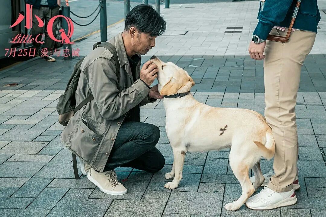 Those who touch 300 million people guide blind dog small Q, explain responsibility and faithful essence