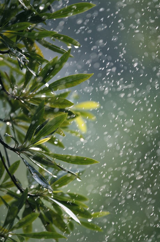 -十三首夏雨诗词，原来夏雨可以这么美，你喜欢哪一首？-第27张图片-非凡网