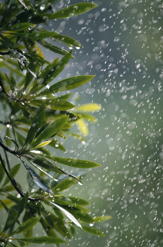 -十三首夏雨诗词，原来夏雨可以这么美，你喜欢哪一首？-第27张图片-诗句网