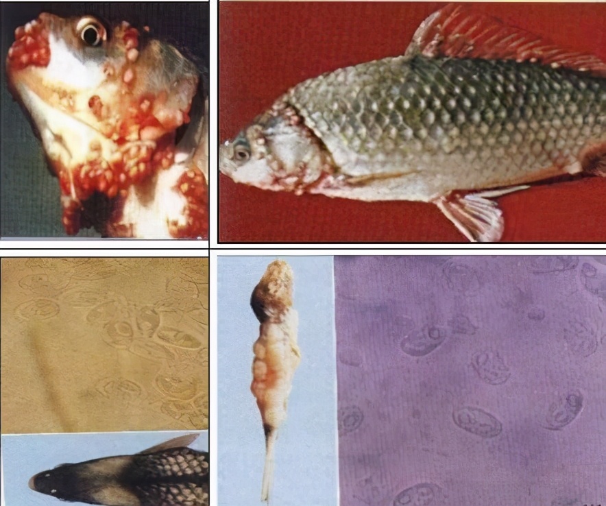系统了解：病毒性鱼病、细菌性鱼病、真菌性鱼病、鱼类寄生虫性病