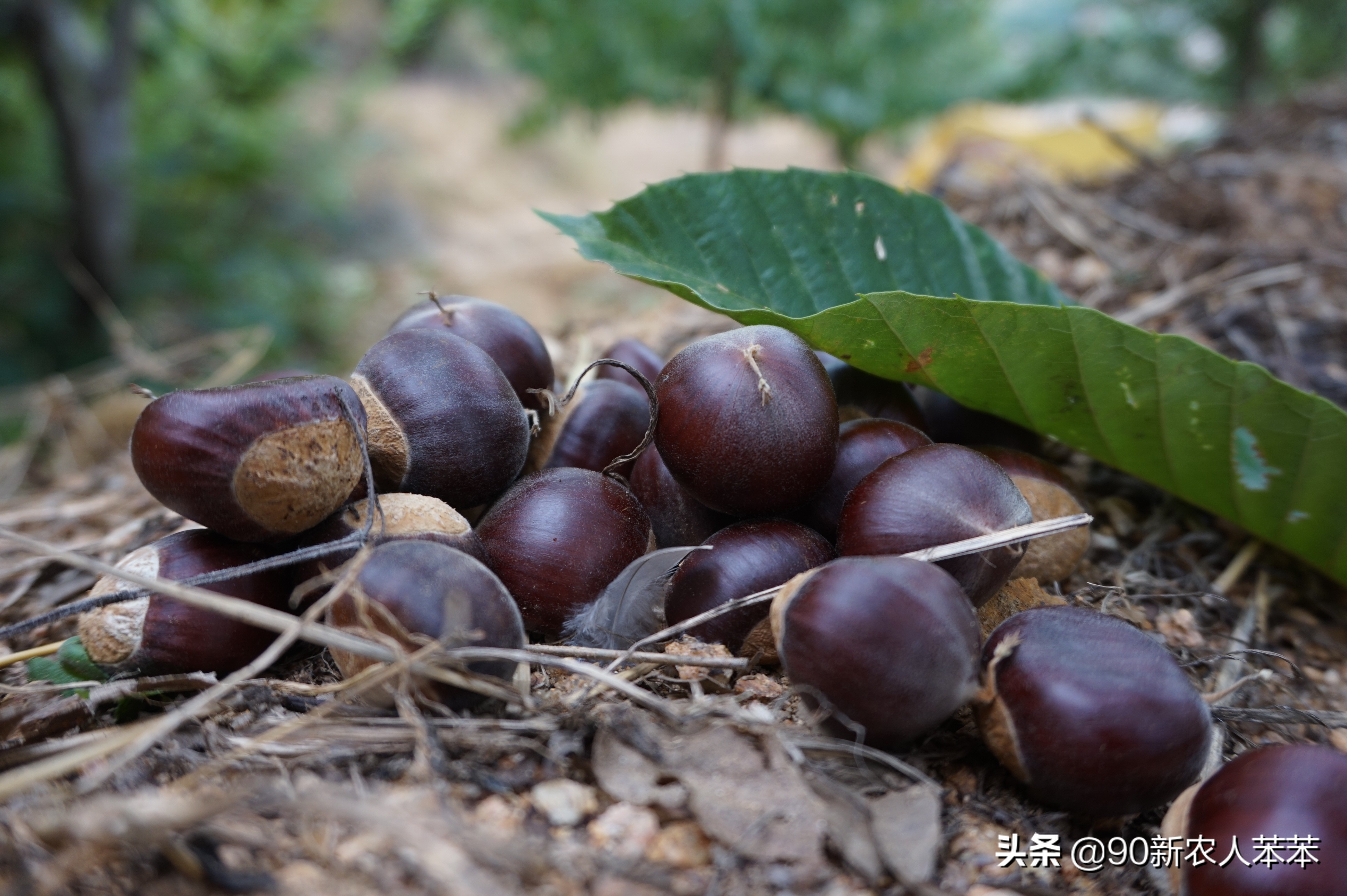 板栗到底应该怎么吃呢，今天学会这几种方法，板栗吃出最高境界