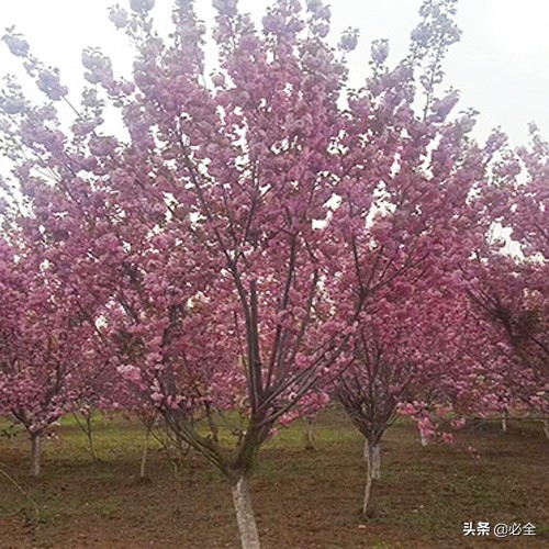 櫻花樹怎麼栽容易成活？櫻花栽植的注意事項