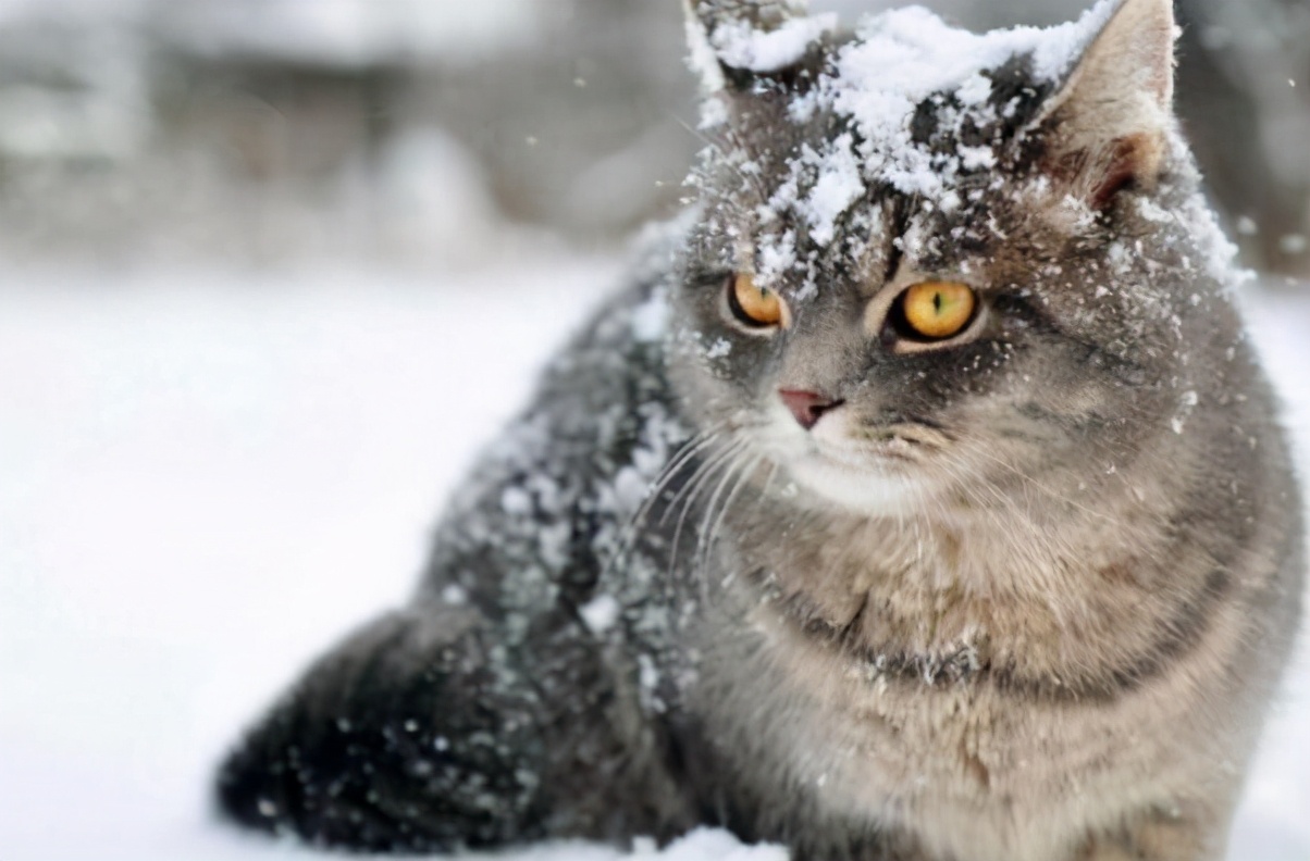 寒冷的冬天来了，铲屎官要如何帮猫咪保暖？