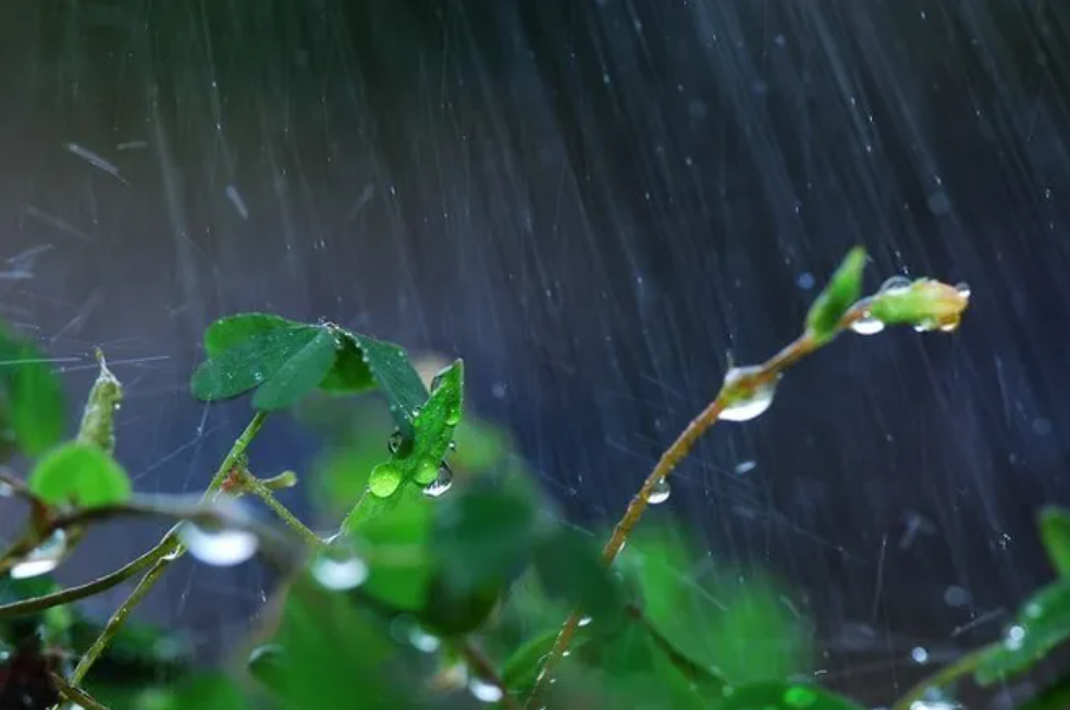 有关小雨的诗词，让小雨驱散夏日的炎热-第15张图片-诗句网