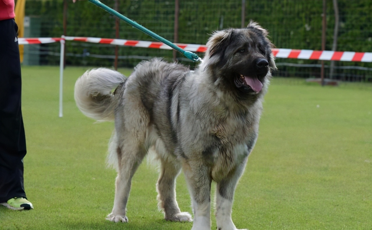 男孩挑衅大型犬，不料狗狗破门而出，将男孩扑倒，幸好狗狗讲武德