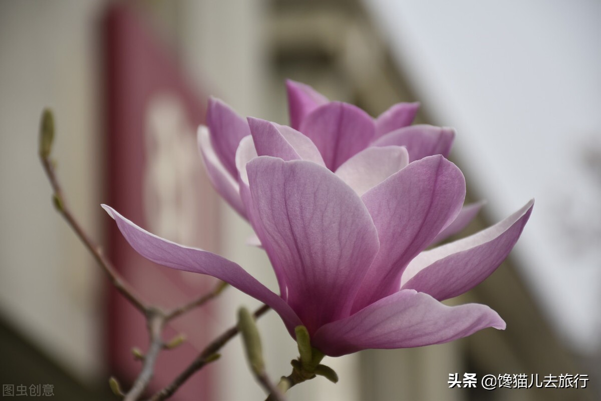 北京的玉蘭花最佳觀賞地在哪兒 除了頤和園 其它幾個少有人知道 饞貓兒去旅行 Mdeditor