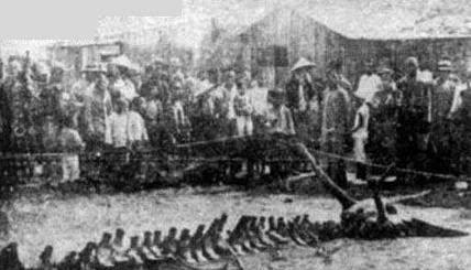 真龙降临东北轰动全国，老人意外得到5块龙骨，