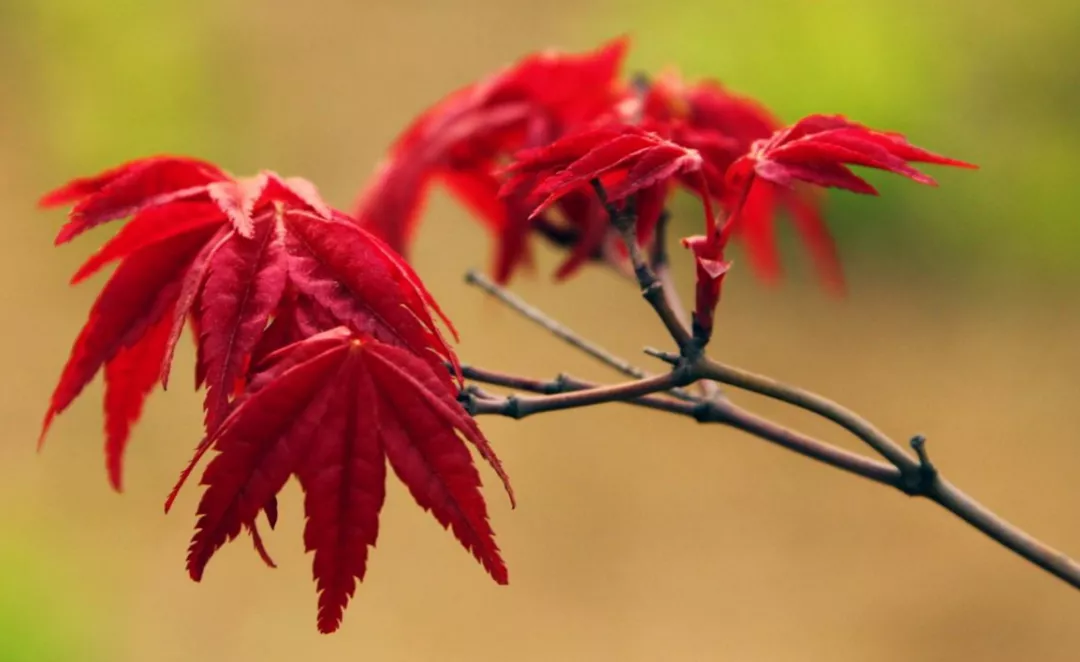 同樣是紅楓，日本紅楓、美國紅楓、中國紅楓到底有何不同？