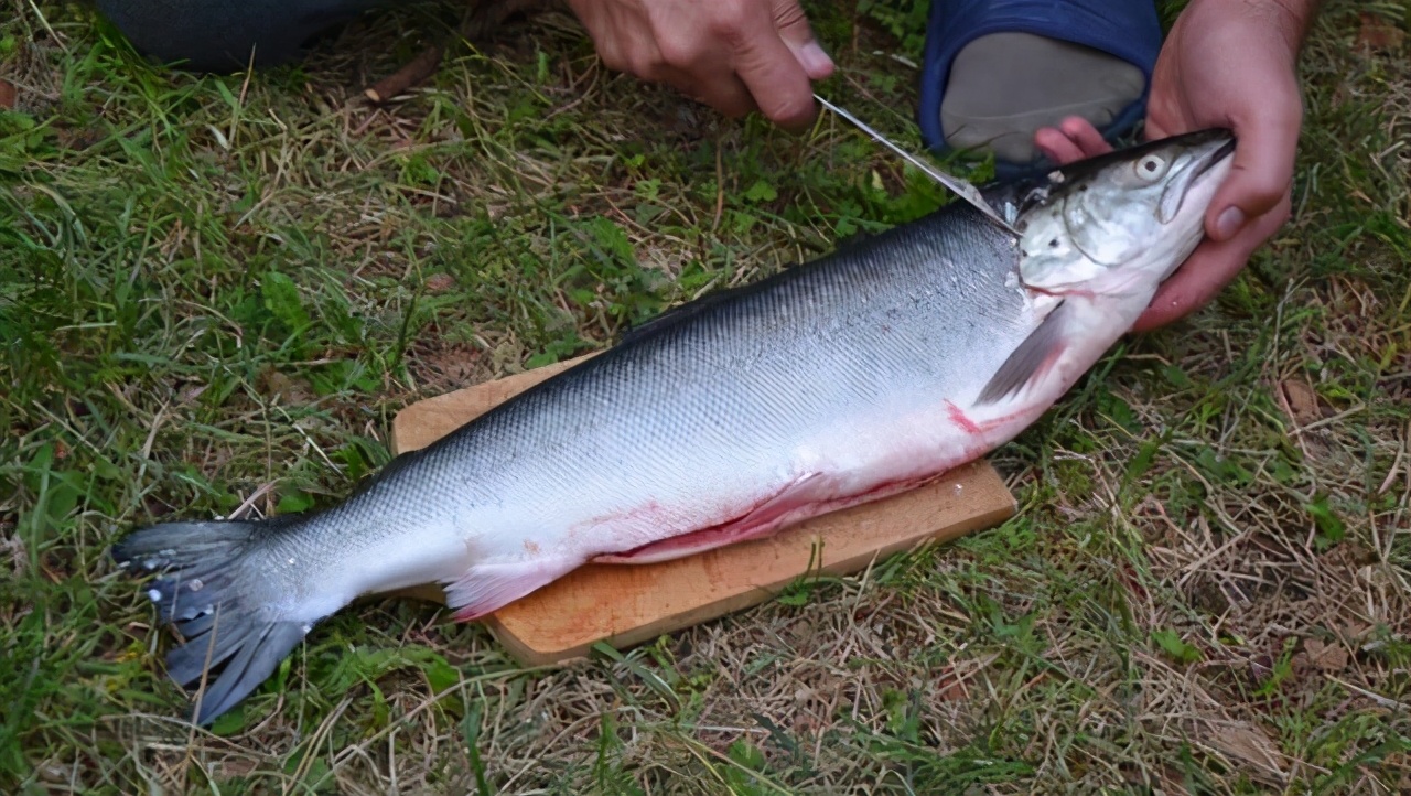 突發，中國港口全面暫停接收俄羅斯魚產品！ 俄緊急與我國展開溝通