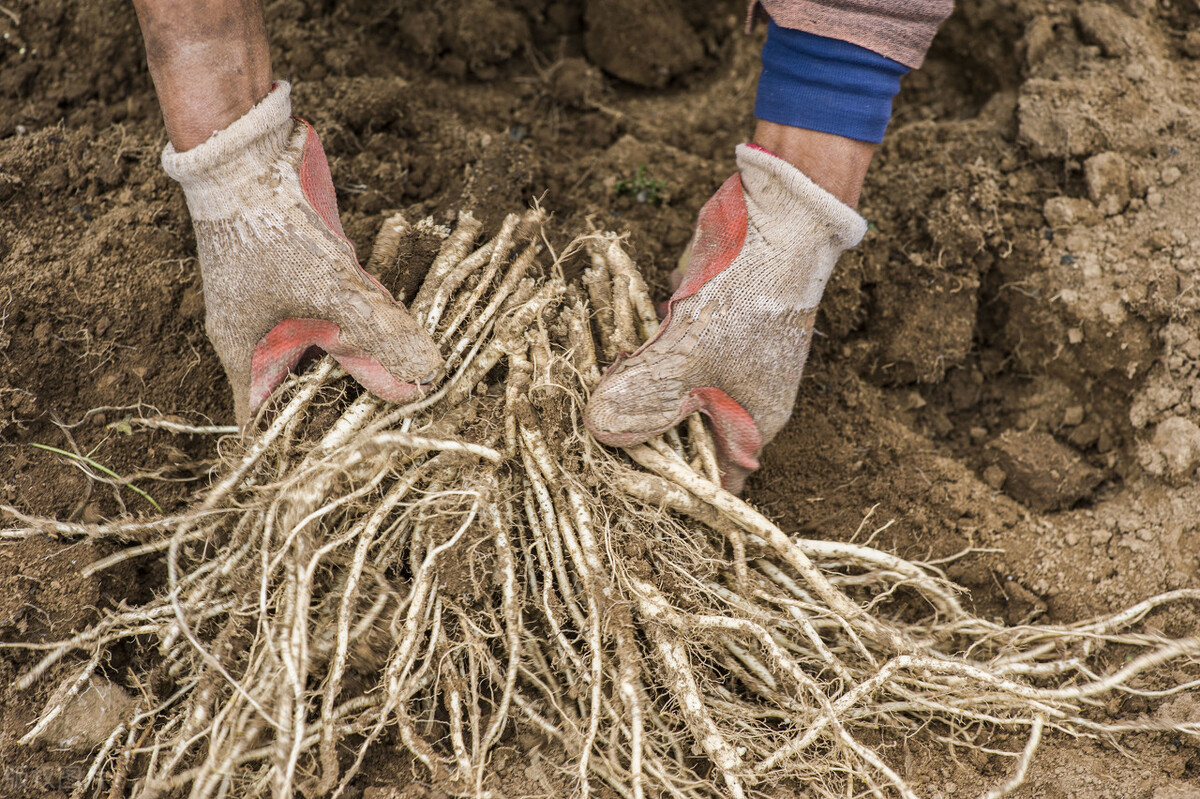 氣虛要補氣，補氣首選�腎�，人參黨參西洋參哪種好？ 對症才真好
