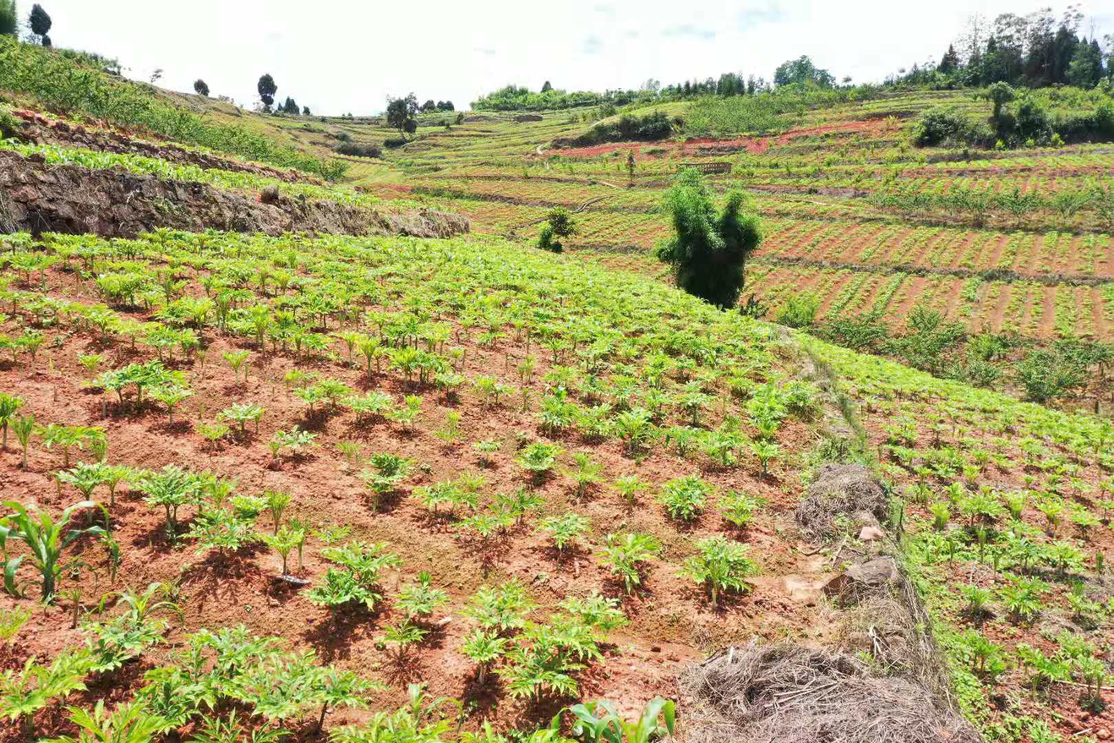 从个体散户试种到大规模连片种植产业发展新模式,白魔芋从昔日的"土