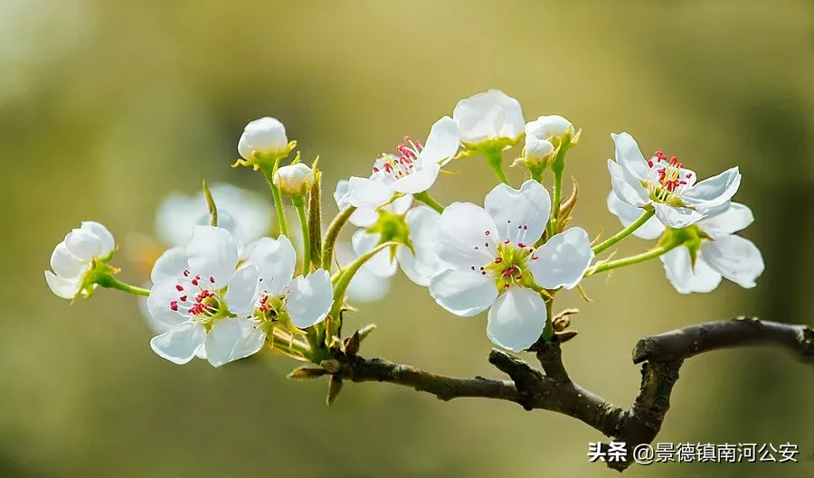柳絮池塘淡淡风全诗（无题油壁香车不再逢古诗词赏析） 第11张