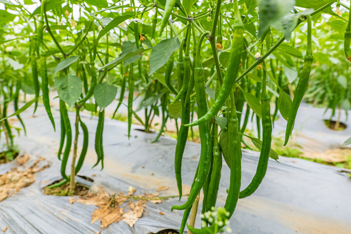 露天辣椒的種植技術(shù)，需要掌握5個要點，防止落葉、落花和落果