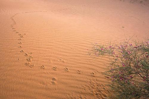 建筑用的沙子成为极度稀少资源？为什么不开发