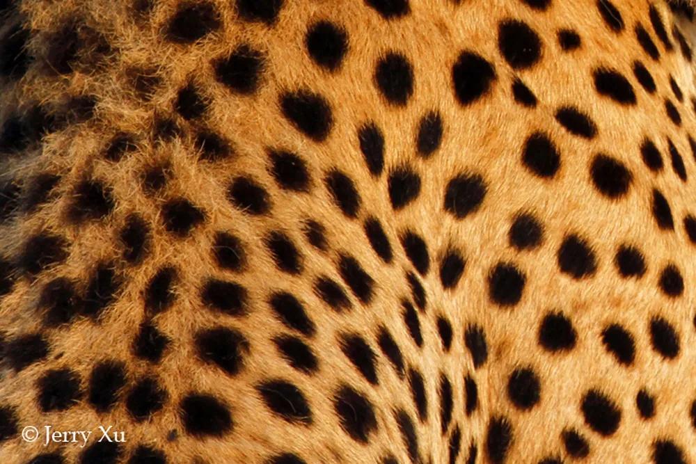国际猎豹日 | 豹豹们的花纹，暴美丽