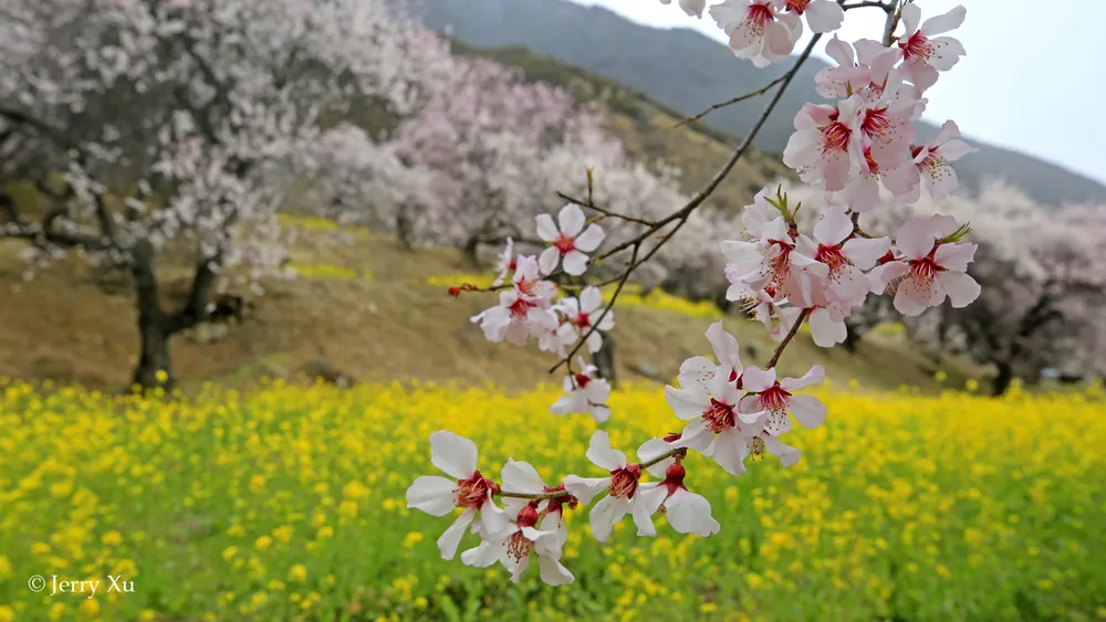 Jerry带团的野去林芝桃花节第四团凯旋，大片连连