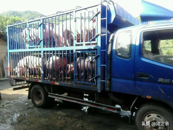 养得好是徒弟，卖得好才是师傅，这位老农的卖