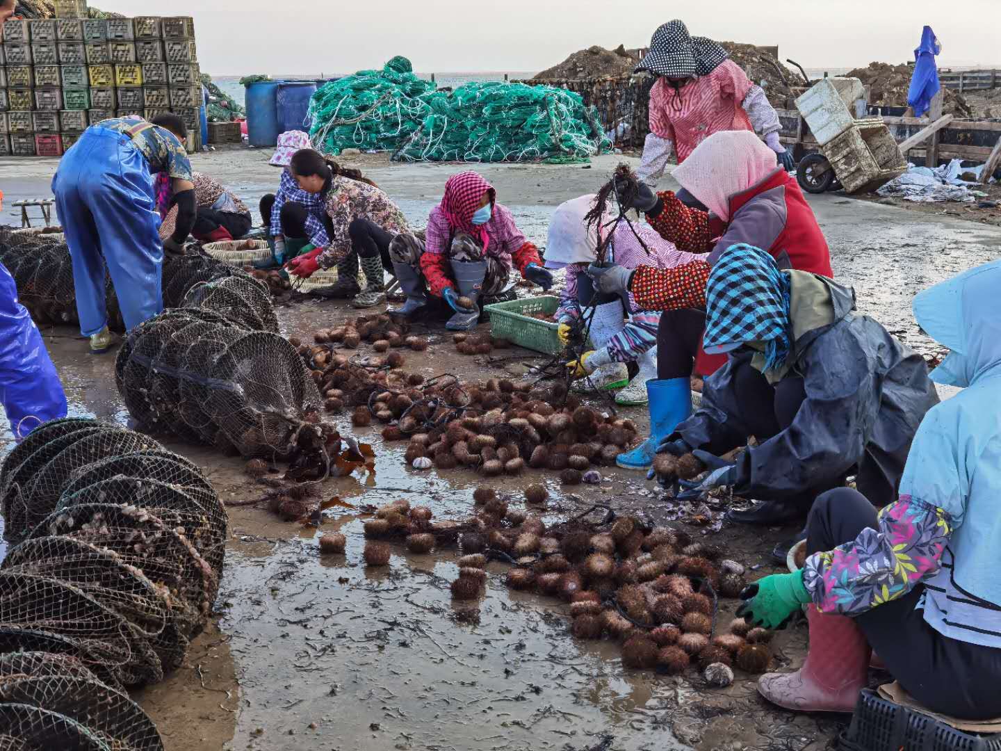 长海县最大马粪海胆养殖基地：半个月销售10万斤产值增长30%