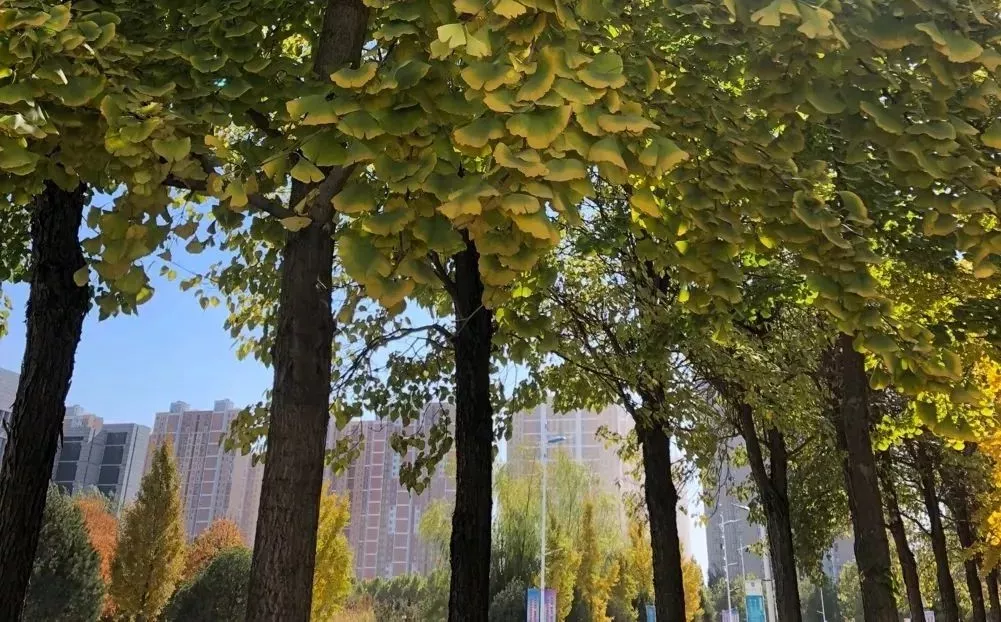 河北各高校秋景来了,有你的校园记忆吗?