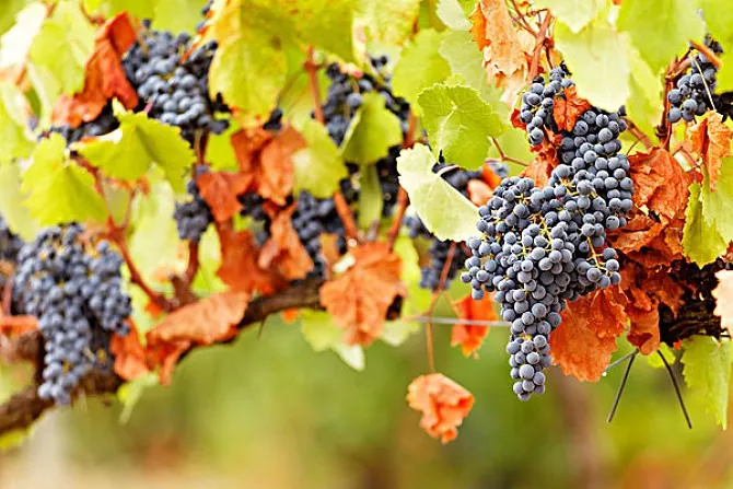 酒精度越高的葡萄酒质量更好、更值钱吗？恐怕不是......