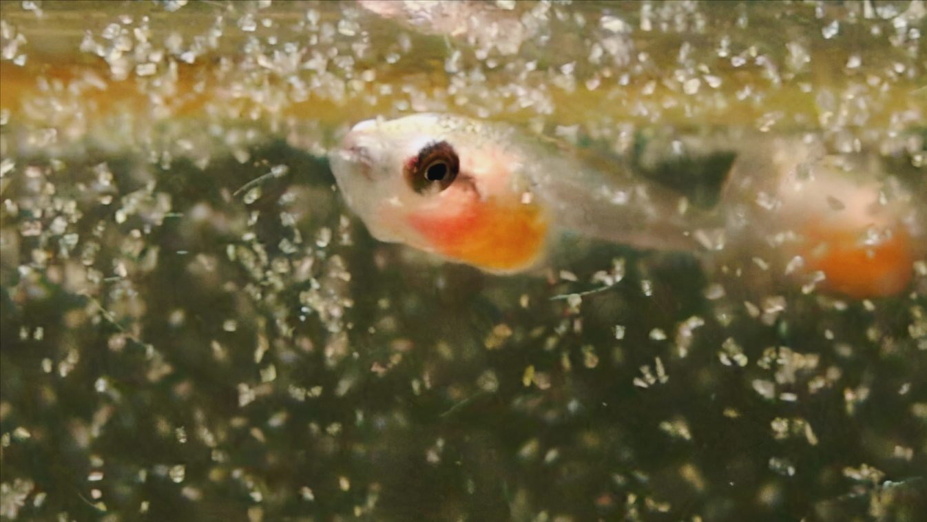 泰國鬥魚繁殖介紹 系統分享小結 水族養魚泰斗幼魚成魚飼養經驗 巨集嘉分享 Mdeditor