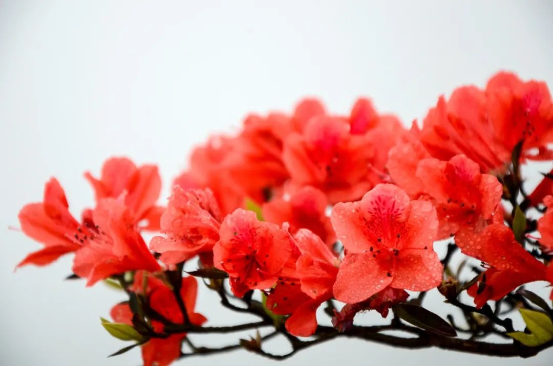 最美的花，开在唐诗宋词里，醉了整个春天-第16张图片-诗句网