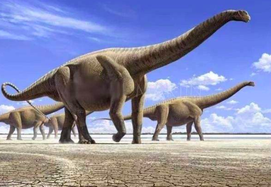 关于腕龙的资料和知识介绍 腕龙图片大全 恐龙下载网
