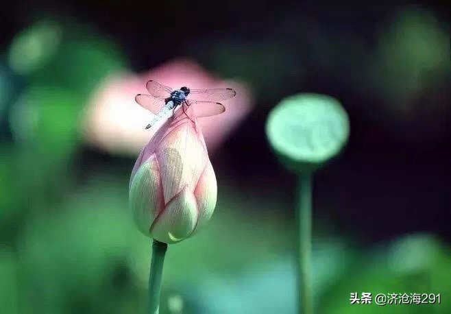 晏几道一首小众《鹧鸪天》，格调高雅，旖旎中的一股清流-第1张图片-非凡网