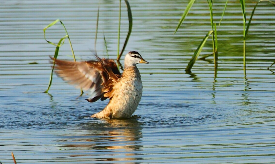 好消息！棉鳧曾在我國消失近50年，如今在安徽巢湖半島第1次發現