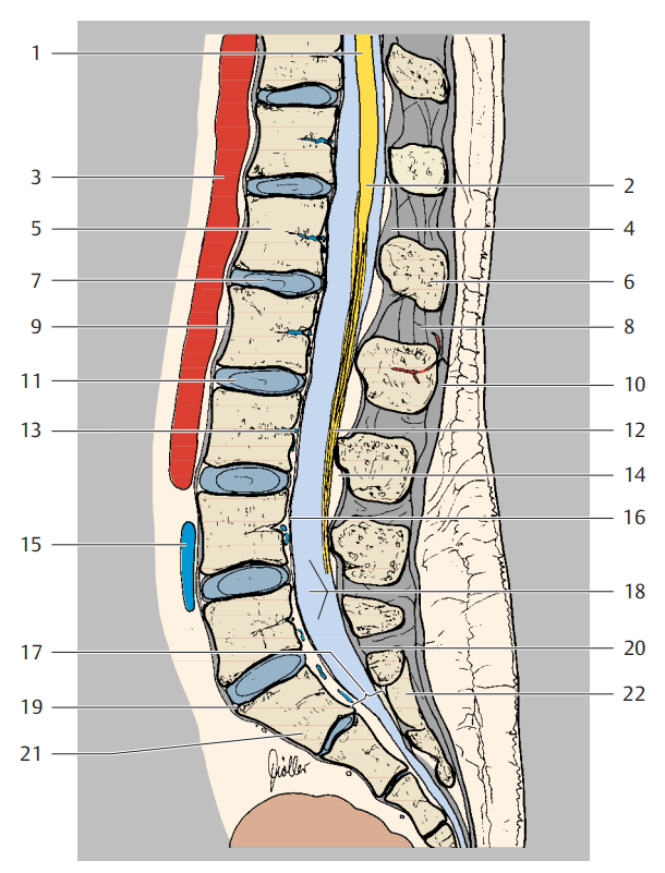 图:椎管示意图图:椎管结构有研究表明,腰椎管狭窄是美国65岁以上接受