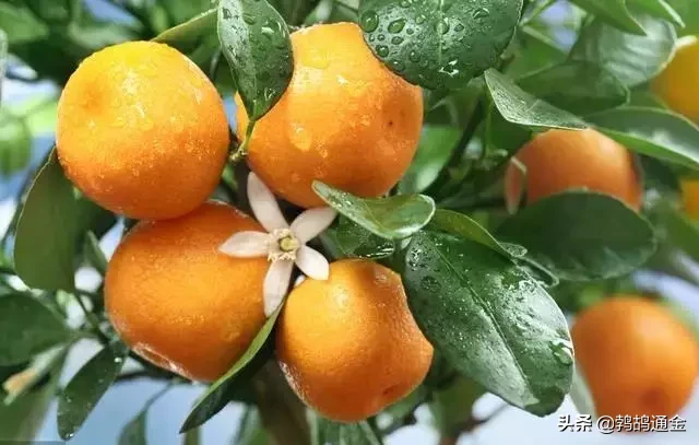 果树一年需要施肥几次？一般施肥4-5次，分别为