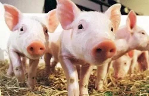猪肉连跌10周，猪农利润缩水千元，饲料跟跌，饭店为何不落价？