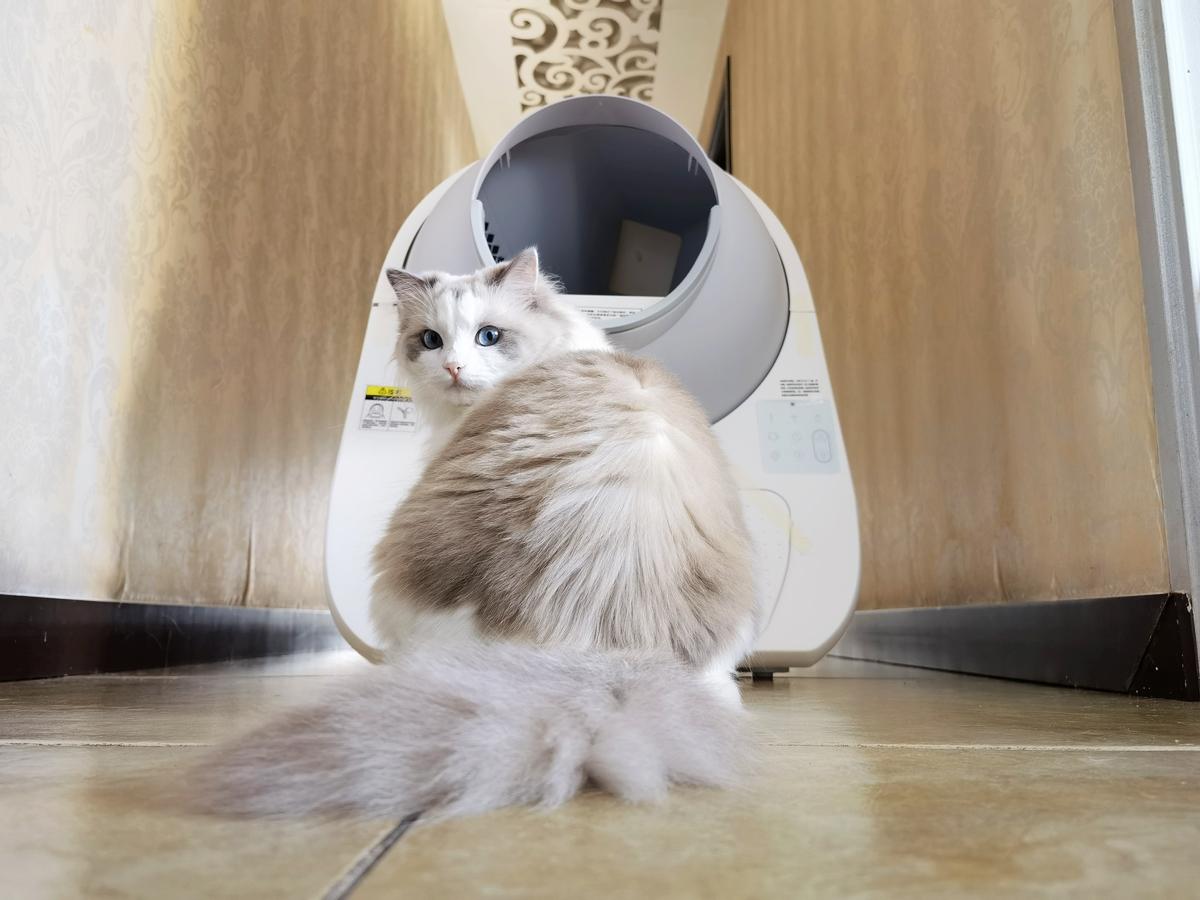 解放“铲屎官”的终极武器：CATLINK全自动猫砂盆
