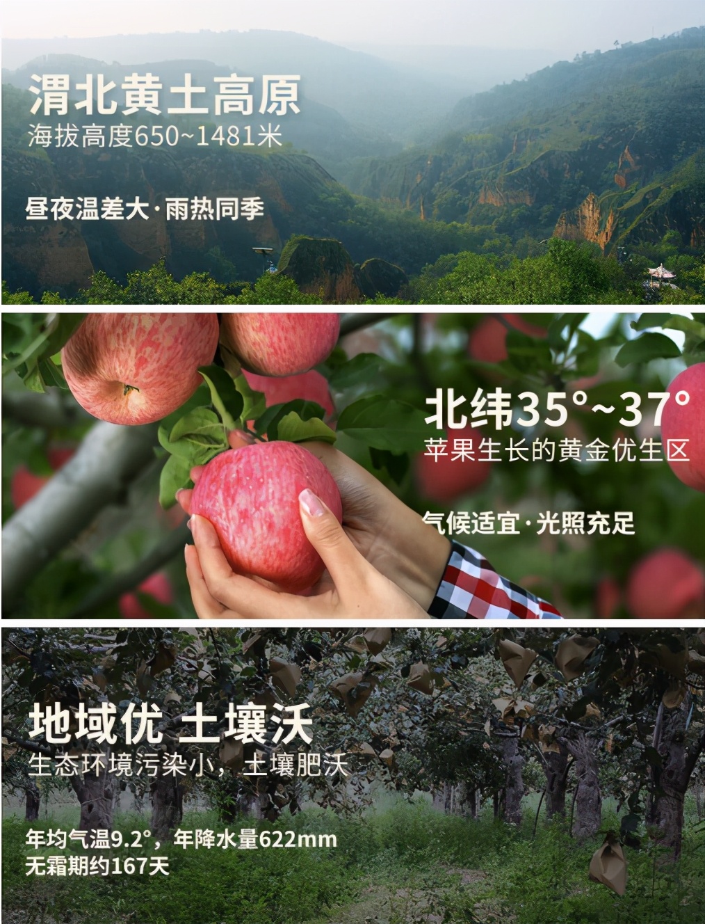 陕西省果业中心、洛川县政府联手拼多多打造洛川苹果专场直播