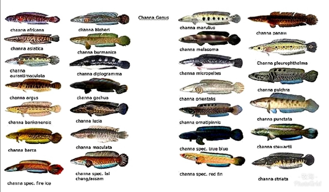 【特种水产】七星鱼：与黑鱼是亲戚，但价格更高，养殖前景诱人