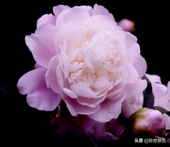 生日祝寿诗词精选四十二首 最美好的祝福，都在诗句里了-第34张图片-非凡网