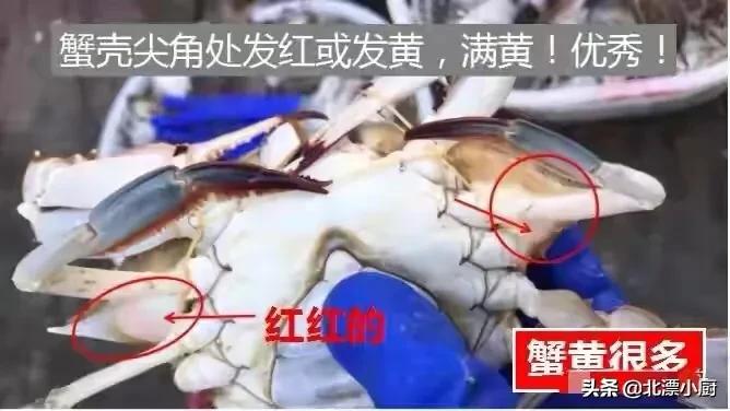 买螃蟹，公蟹和母蟹区别大；牢记3买3不买，螃蟹个个膏满黄肥