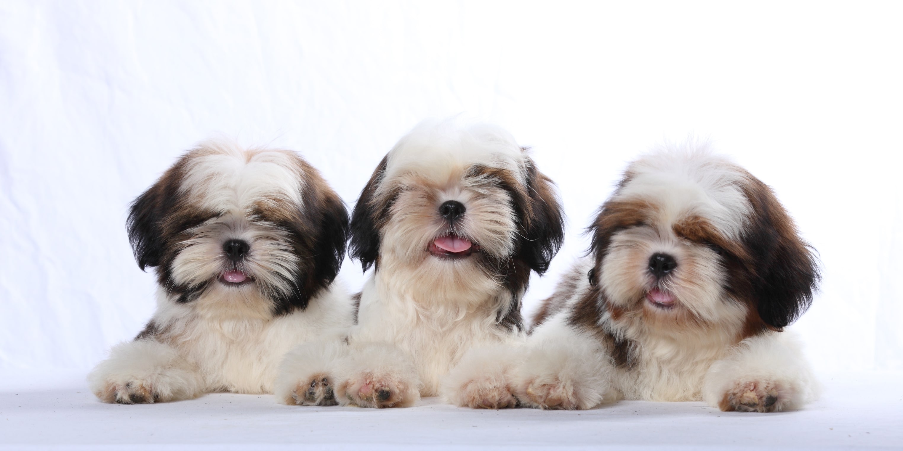 从中国红到欧美的贵族犬种，它竟然是狮子犬的后代 - 宠物情缘