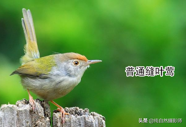 鸟叫声大全试听mp3中国最小鸟类49种您认识几种