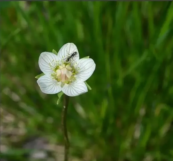 160種· 奇花異草,絕對有你沒見過的! 「下部分」