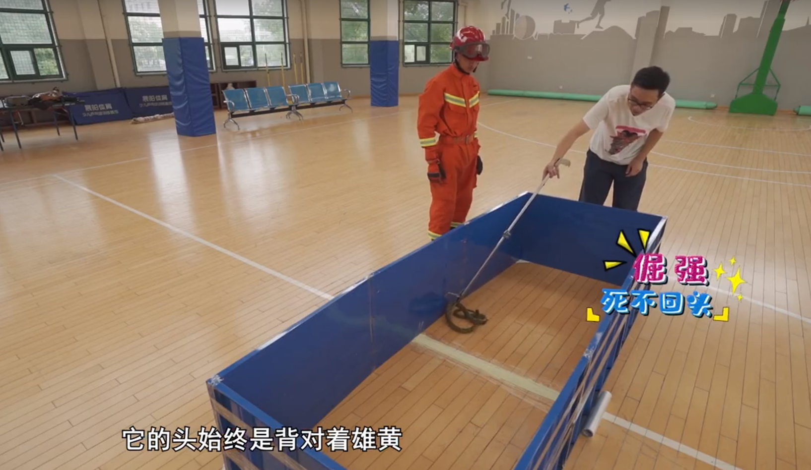 为什么说有鹅的地方蛇跑光，鹅粪真能杀蛇？鹅：是我背后有人