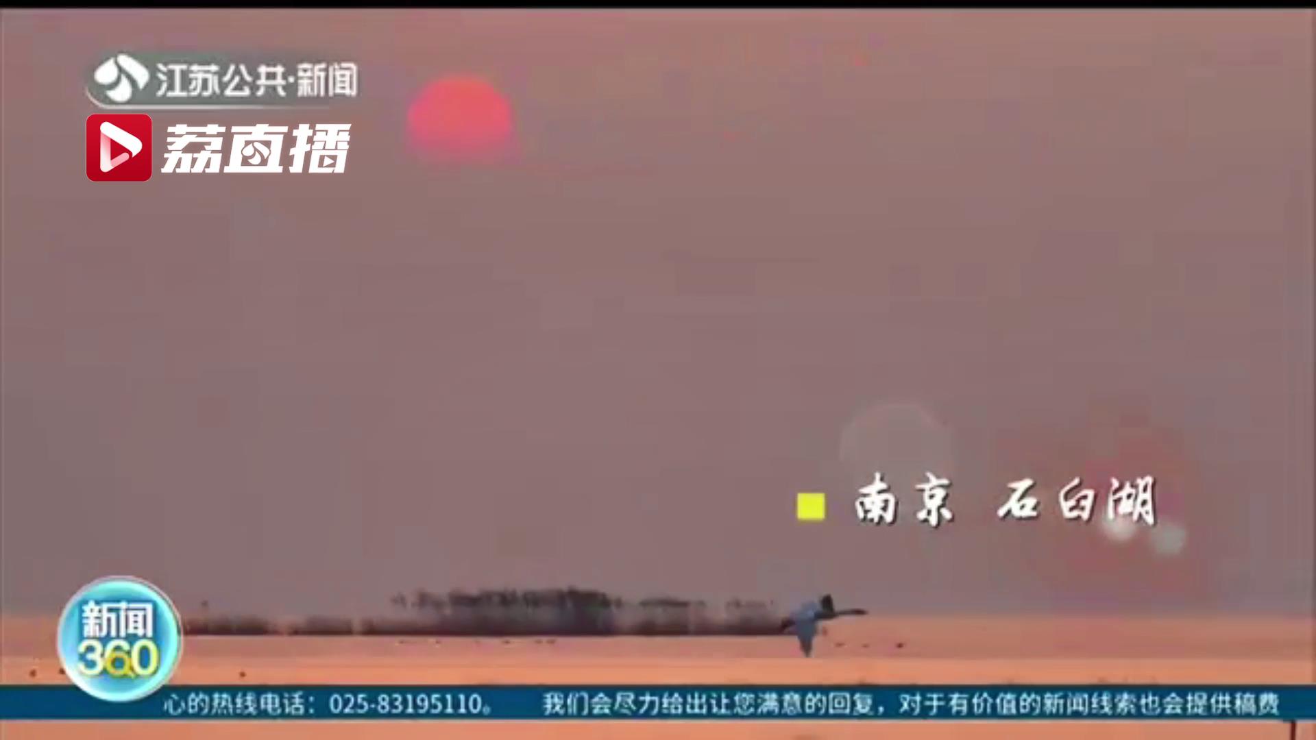 变身&ldquo;天鹅湖&rdquo;！南京石臼湖在秋冬之际迎来一批过冬小天鹅