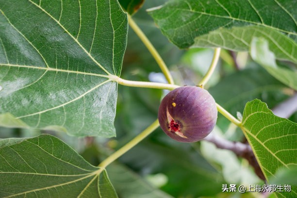 无花果好养活？记住这个方法，一月枝杆变新株