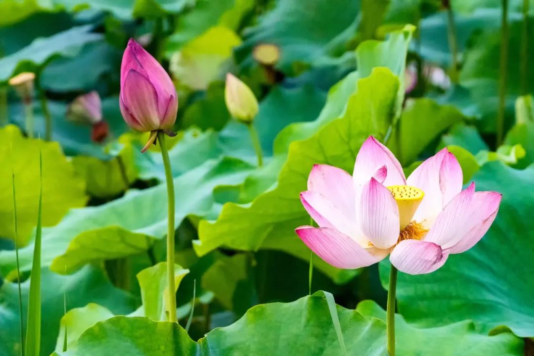 纳兰容若词里的夏日，浸润了相思，醉美了流年-第6张图片-诗句网