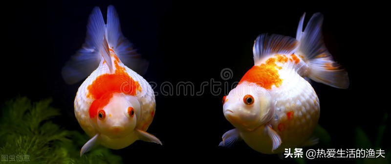 金魚苗期應該如何飼養 小金魚怎麼喂好呢 熱愛生活的漁夫 Mdeditor