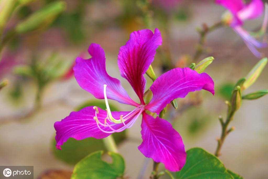 香港的市花是什麼花啊(香港的市花的寓意和象徵)