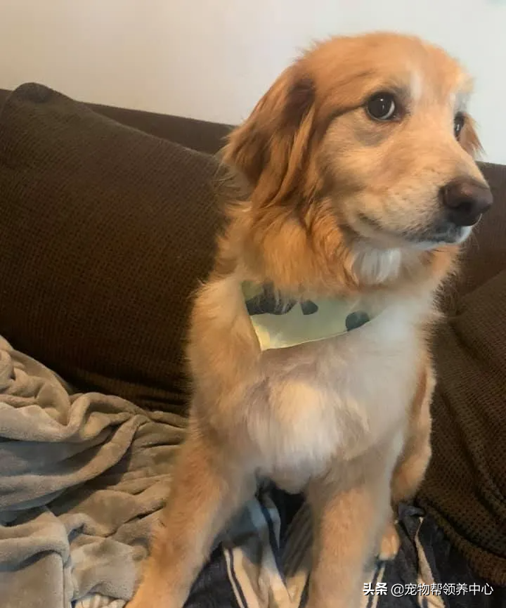 金毛因太凶要被安乐，男子勇敢收养后发现，它